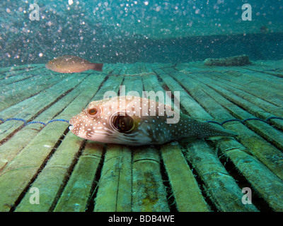 Indonesia Sulawesi Wakatobi. Il Parco Nazionale di bristly subacquea Puffer fish hispidus Arthon Foto Stock