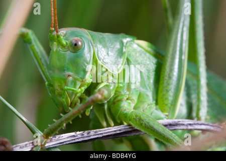 Grande macchia verde-cricket (Tettigonia viridissima) closeup Foto Stock