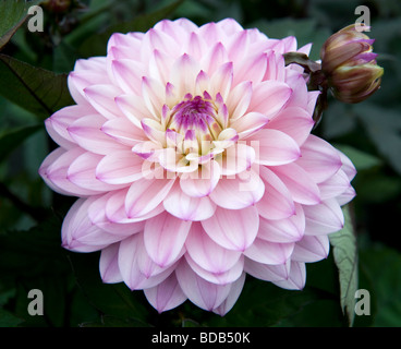 Dwarf miscelati Dahlia nana cespuglioso biancheria da letto singolo Dahlia Fiore rosa luminoso di fiori colorati in piena fioritura Foto Stock