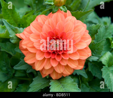 Dwarf miscelati Dahlia nana cespuglioso biancheria da letto singolo Dahlia Fiore di colore arancio brillante di fiori colorati in piena fioritura Foto Stock