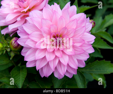 Dwarf miscelati Dahlia nana cespuglioso biancheria da letto singolo Dahlia Fiore rosa luminoso di fiori colorati in piena fioritura Foto Stock