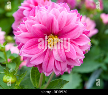 Dwarf miscelati Dahlia nana cespuglioso biancheria da letto singolo Dahlia Fiore rosa luminoso di fiori colorati in piena fioritura Foto Stock