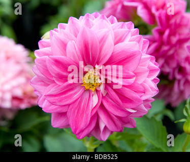 Dwarf miscelati Dahlia nana cespuglioso lettiera dalie numero di rosa fiori colorati in piena fioritura Foto Stock