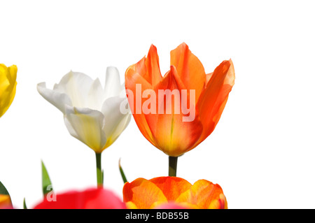 I Tulipani di colori diversi isolati su bianco Foto Stock