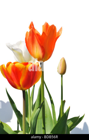 I Tulipani di colori diversi isolati su bianco Foto Stock