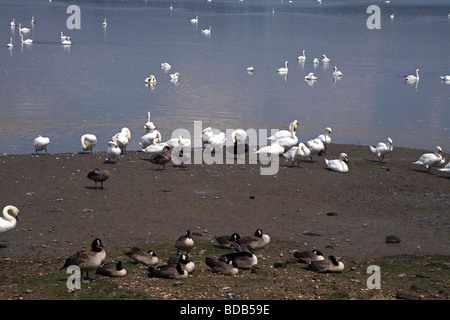 Vista del fiume con Oche del Canada e i cigni A MANNINGTREE , BRITAINS più piccola cittadina situata sul fiume Stour Foto Stock