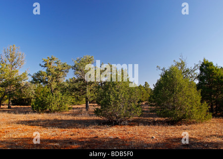 Foresta di spagnolo ginepro Juniperus thurifera Ossa De Montiel Castilla la Mancha Spagna Foto Stock