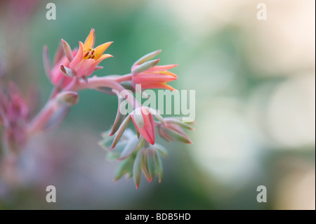 Echeveria " serrature ricci' Fiore Foto Stock