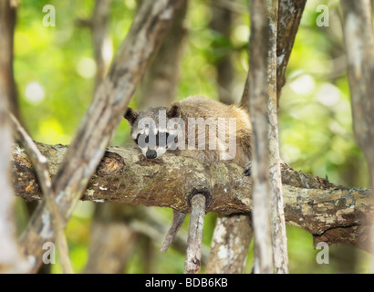 Un granchio-eating raccoon (Procione cancrivorus) tenta di ottenere un po' di riposo in un ramo appena sopra l'acqua in una mangrovia. Foto Stock