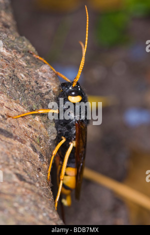 Horntail femmina o gigante Legno wasp (Urocerus gigas) appoggiato su una struttura ad albero Foto Stock