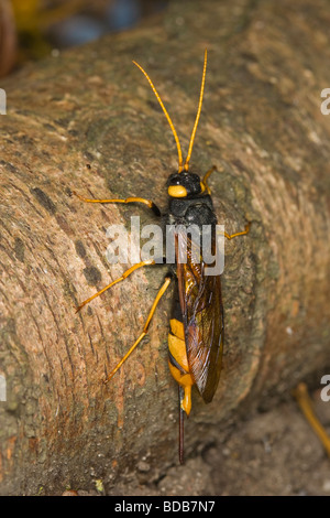 Horntail femmina o gigante Legno wasp (Urocerus gigas) in appoggio su una radice della struttura ad albero Foto Stock