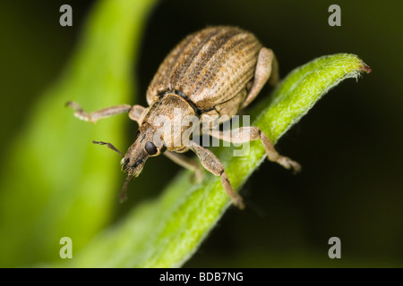 Ampio curculione naso (Coleoptera: Curculionoidea) percorrendo a piedi un gambo di erba Foto Stock