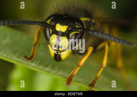 Macro Close-up di un comune Wasp (Vespula vulgaris) testa Foto Stock