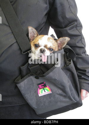 Chihuahua trasportata in una borsa a tracolla con la lingua fuori Foto Stock