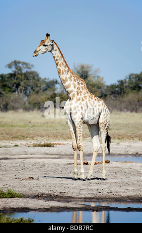 South African giraffe, Giraffa camelopardalis giraffa, in piedi accanto ad un waterhole;Savute/area di Savuti di Chobe NP, Botswana Foto Stock