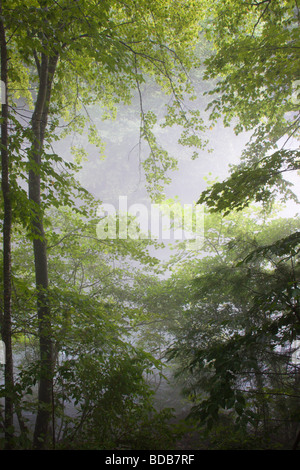 I boschi e la nebbia lungo il fiume di Smith in Virginia, Stati Uniti d'America Foto Stock