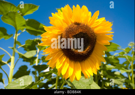 Girasoli il braccio nord Farm Pemberton BC Canada Foto Stock