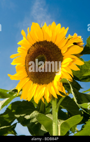 Girasoli. Il braccio del Nord agriturismo, Pemberton BC, Canada Foto Stock