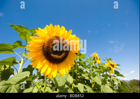 Girasoli il braccio nord Farm Pemberton BC Canada Foto Stock