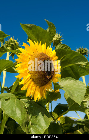 Girasoli il braccio nord Farm Pemberton BC Canada Foto Stock