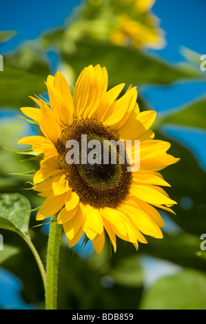 Girasoli il braccio nord Farm Pemberton BC Canada Foto Stock