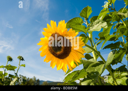 Girasoli. Il braccio del Nord agriturismo, Pemberton BC, Canada Foto Stock