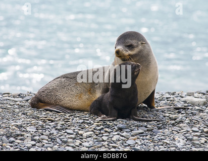 La madre e il bambino Antartico le foche Arctocephalus gazzella sulla spiaggia a Fortuna Bay Georgia del Sud Antartide Foto Stock