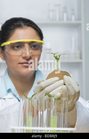 Scienziato esaminando un impianto Foto Stock