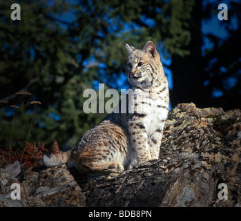 Bobcat seduta su roccia Foto Stock