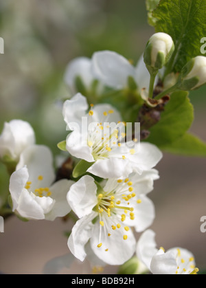 Primo piano di fiori di Apple Foto Stock