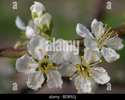 Apple Blossom in piena fioritura macro closeup Foto Stock