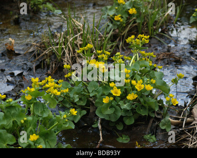 Succulento Marsh Calendula (Caltha palustris) blumi dorato brillante in stagno primaverile in un bosco di querce di una delle molle prima fiori selvatici. Foto Stock
