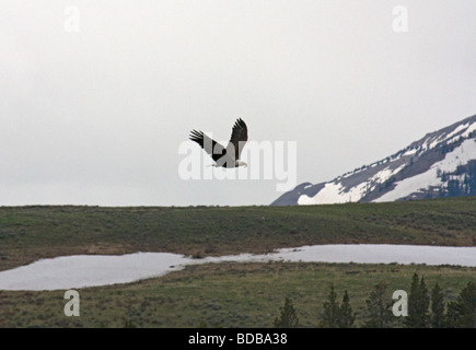 Aquila calva portando la carne rubata da orso grizzly kill Foto Stock