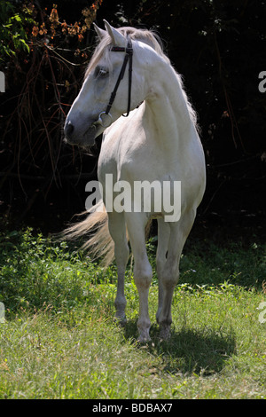 Cavallo andaluso nelle tenebre park Foto Stock