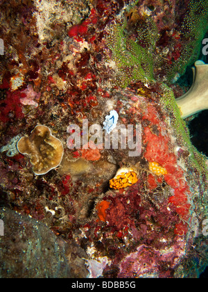 Indonesia Sulawesi Wakatobi. Parco Nazionale blue nudibranch Chromodoris willani sul reef colorati Foto Stock