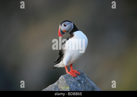 Atlantic puffini, Fratercula arctica, presso l'isola Runde sulla costa atlantica occidentale, Møre og Romsdal, Norvegia. Foto Stock