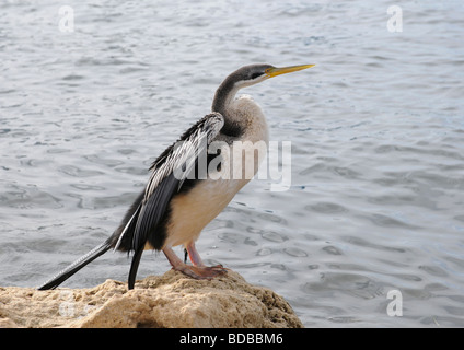 Pied comorant bird in piedi su una roccia su foreshores del fiume Swan estuario asciugando le sue piume dopo pasto di pesce da caccia subacquea. Foto Stock