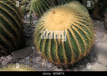 Golden Barrel Cactus (Echinocactus grusonii) a un giardino botanico Foto Stock