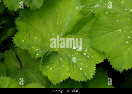 Gocce di pioggia su alcune foglie di un giardino signora mantello o Alchemilla Mollis Foto Stock