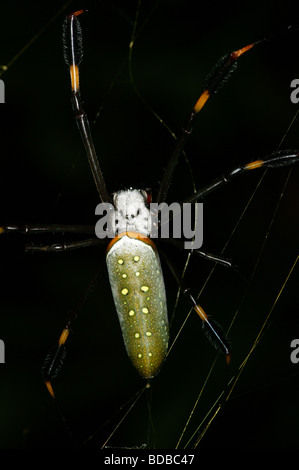 Seta dorata orb-weaver spider (Nephila) nella foresta pluviale accanto alla strada Achiote, provincia del colon, Repubblica di Panama. Foto Stock