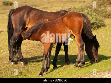 La madre e il puledro, Nuova Foresta Foto Stock