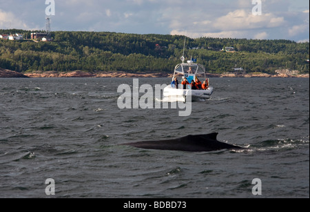 Safari Avvistamento Balene sulla St Lawrence river in Tadoussac, estate home di balenottera, Minke, balenottera azzurra Foto Stock