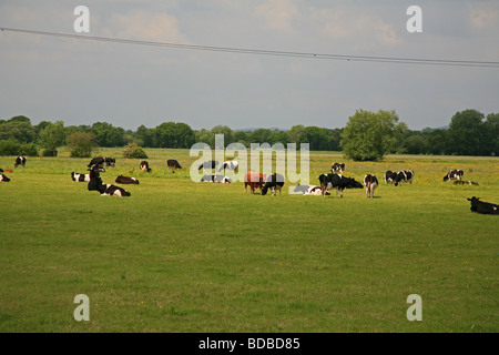 Una mandria di mucche frisone e un solitario Devon Red Bull in un campo del Somerset livelli vicino Westhay, Somerset, Inghilterra, Regno Unito Foto Stock