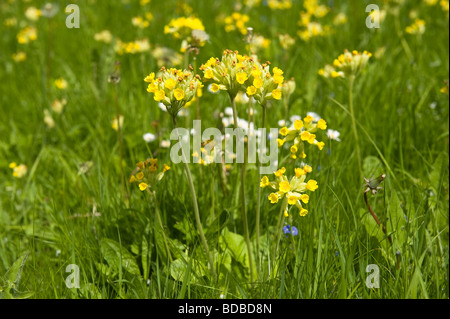 Primula veris cowslip impianto colonizzando chalk praterie, un membro della famiglia di primula Foto Stock