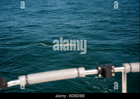 Tope angling da una barca da pesca. Foto Stock