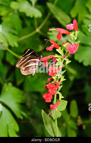 Zebra Longwing butterfly su un penstemon Foto Stock