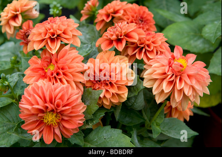 Dwarf miscelati Dahlia nana cespuglioso lettiera dalie numero di colore arancio fiori in piena fioritura Foto Stock