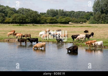 Le mucche al pascolo su campi a Sudbury comune, Suffolk, Inghilterra Foto Stock