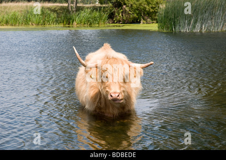 Un irsuto Highland bull con corna in piedi in un stagno e guardando il visore. Foto Stock