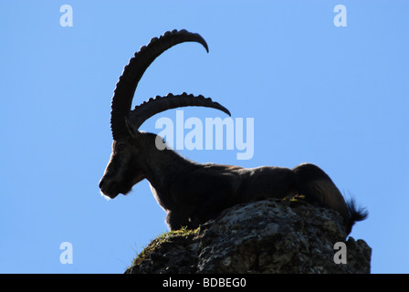 Maschio di Capra ibex ibex sulla sommità della roccia silhouette Gemmenalphorn alpi Bernesi svizzera Foto Stock